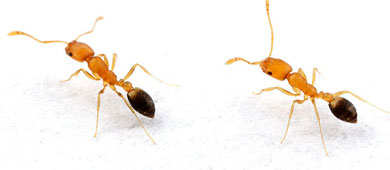 zuti mravi