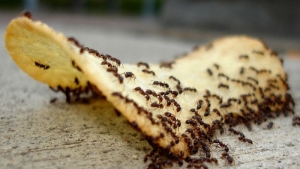 Kako uništiti mrave u kući?