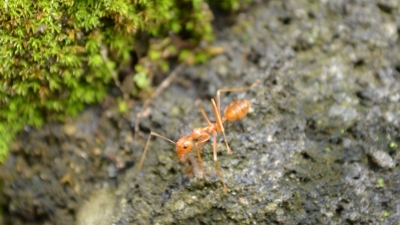 Kako uništiti žute mrave?
