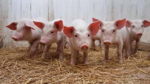 Deratizacija i dezinfekcija u suzbijanju afričke kuge svinja
